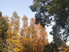 -Husky Go! 哈士奇体验馆·宠物咖啡厅狗咖