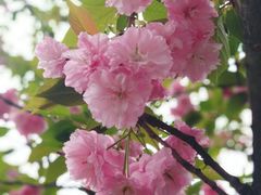 -铁山坪森林公园