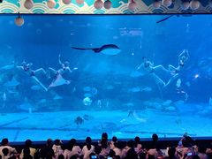 -烟台海昌鲸鲨海洋公园