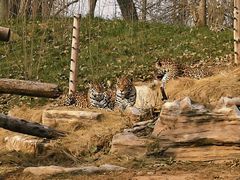 -北京野生动物园