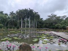 -中国科学院西双版纳热带植物园