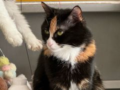 -平行世界·猫咖(首经贸店)