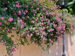 -颐和路民国时期公馆-风貌区