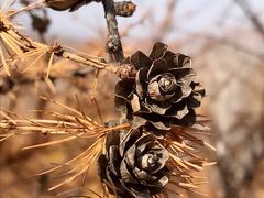 -塞罕坝国家级自然保护区