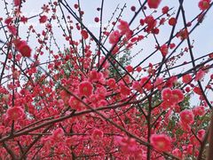 -重庆彩云湖湿地公园