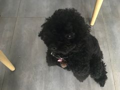 -蜜蜂小象·榴莲千层蛋糕(时代汇11栋店)
