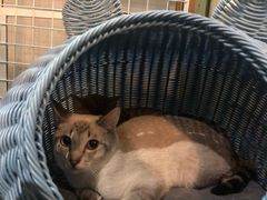 -吉丁鸟咖·异宠·寄养