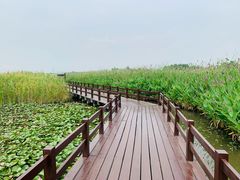 -宁波杭州湾国家湿地公园