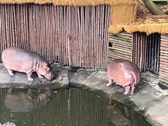 -泉州海丝野生动物世界