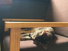 -猫的天空之城概念书店(杭州南宋御街店)