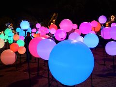 -锦江乐园舞狸花花游园会(夜场专享)