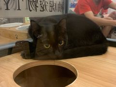 -袖虎·猫馆(体育西路店)