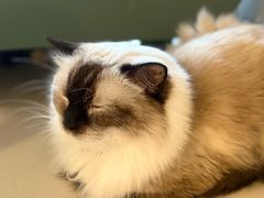 -平行世界·猫咖(首经贸店)