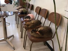 -共舞时光猫咖·狗咖(新街口店)