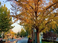 -三里屯东五街银杏大道