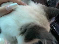 -柚子猫舍·精品猫舍购猫·猫咪认养·购宠·宠物店