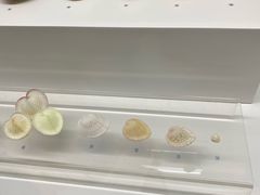 -贝壳王国博物馆