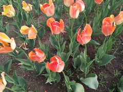 -长春公园(普阳街道)