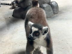 -贵州森林野生动物园