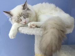 -喵的天空名猫咖啡馆·撸猫·猫舍·用品