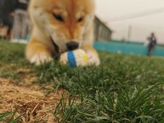 -趣玩宠物乐园寄养训犬训狗游泳池