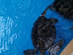 -海合安成都极地海洋公园