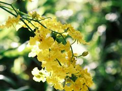 -深圳仙湖植物园