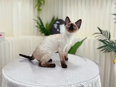 -山宅一喵德文卷毛猫舍