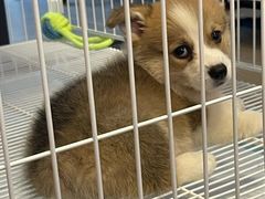 -翊宠yipet猫狗购宠庄园犬舍•猫舍