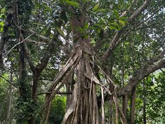 -中国科学院西双版纳热带植物园