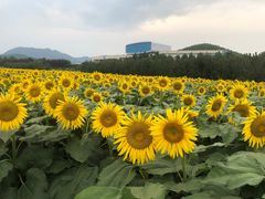 -君乐宝优致牧场
