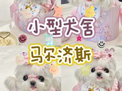 -萌宠之家·腊肠犬·马尔泰·小体犬舍