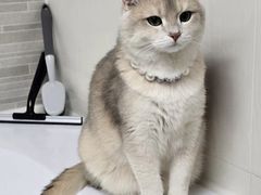 -瑞鹏宠物医院·骨科·猫科·内科(第一中心)