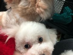 -犬也宠物造型(恒茂国际都会商业街店)