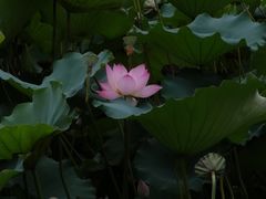 -荔湾湖公园