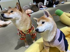 -逗柴咖啡屋·狗咖猫咖宠物桌游