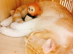 -猫和宫(六道口店)
