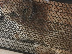 -瑞派·关忠动物医院·猫专科·犬专科(三环新城店)
