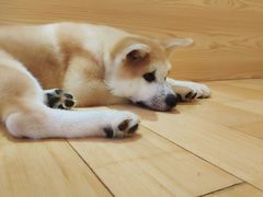 -喜柴咖啡·柴犬狗咖