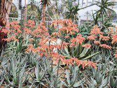 -深圳市中科院仙湖植物园