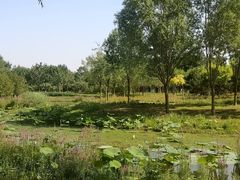 -东郊湿地公园
