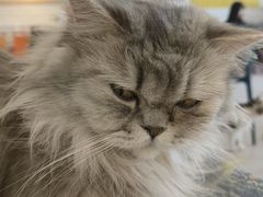 -平行世界·猫咖(首经贸店)
