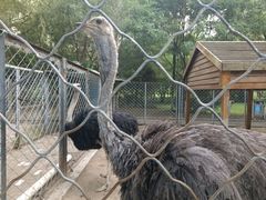 -长白岛森林公园