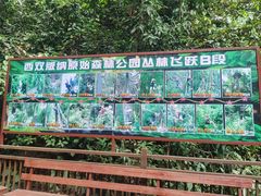 -西双版纳原始森林公园