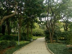 -金花茶公园