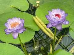-国家植物园南园
