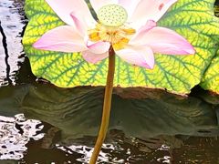 -荔湾湖公园