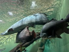 -上海海洋水族馆