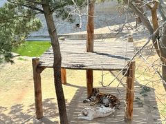 -西霞口神雕山野生动物世界