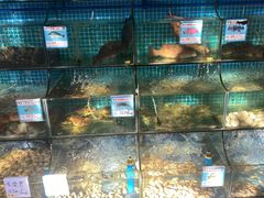 水产区-范饭椰林川湘味海鲜·椰子鸡(三亚湾椰梦长廊店)